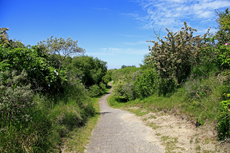 Borkum: Wanderwege durch die abwechslungsreiche Dünenlandschaft.