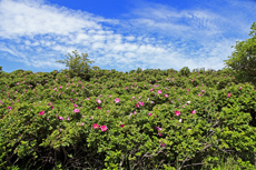 Borkum: Aus der Familie der Rosengewächse, die Kartoffelrose.