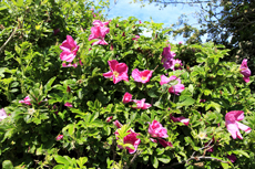 Borkum: Aus der Familie der Rosengewächse, die Kartoffelrose.