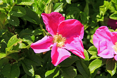 Borkum: Aus der Familie der Rosengewächse, die Kartoffelrose in Rosa.