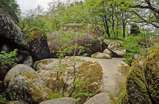 Wald von Huelgoat