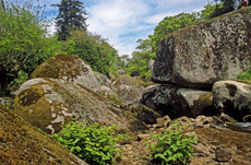 Wald von Huelgoat