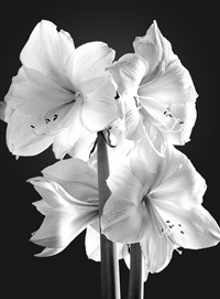 Flowers: Amaryllis Das kurze Glück der Gegenwart.
