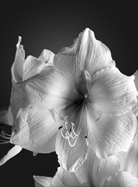 Flowers: Amaryllis Das kurze Glück der Gegenwart.