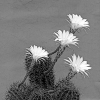 Flowers: Echinopsis, der Bauernkaktus.