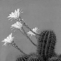 Flowers: Echinopsis, der Bauernkaktus.