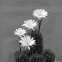 Flowers: Echinopsis, der Bauernkaktus.