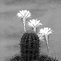 Flowers: Echinopsis, der Bauernkaktus.