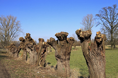 Der Niederrhein: Frühlingserwachen