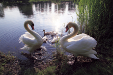 Der Niederrhein: Frühlingserwachen