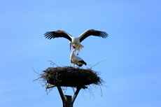 Der Niederrhein: Frühlingserwachen