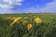 Der Niederrhein: Frühlingserwachen