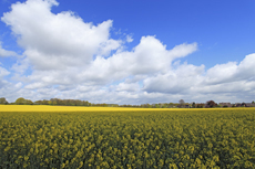 Der Niederrhein: Frühlingserwachen