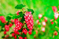 Der Niederrhein: Frühlingserwachen - Frühjahrsblüher - Die Blut Johannisbeere.