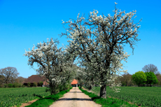 Der Niederrhein: Frühlingserwachen - Blühende Birnenbaumallee bei Schloss Wissen.