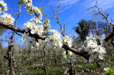 Der Niederrhein: Frühlingserwachen - Kirschbaumblüte in der Hüserheide.