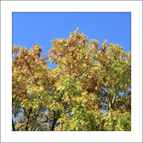 Die Roteiche (Quercus rubra). Im Herbst zeigt die Roteiche eine intensive, attraktive Blattfärbung.