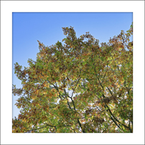 Die Roteiche (Quercus rubra). Im Herbst zeigt die Roteiche eine intensive, attraktive Blattfärbung.