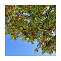 Die Roteiche (Quercus rubra). Im Herbst zeigt die Roteiche eine intensive, attraktive Blattfärbung.