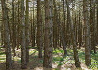Naturschutzgebiet Brachter Wald. Die Kraft der alten Giganten.