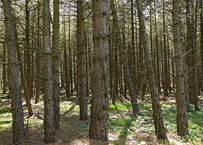 Naturschutzgebiet Brachter Wald. Die Kraft der alten Giganten.