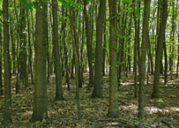 Naturschutzgebiet Brachter Wald. Die Kraft der alten Giganten.