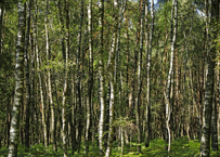 Naturschutzgebiet Brachter Wald. Die Kraft der alten Giganten.
