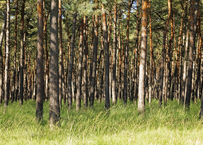 Naturschutzgebiet Brachter Wald. Die Kraft der alten Giganten.