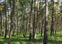 Naturschutzgebiet Brachter Wald. Die Kraft der alten Giganten.