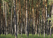 Naturschutzgebiet Brachter Wald. Die Kraft der alten Giganten.