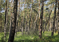 Naturschutzgebiet Brachter Wald. Die Kraft der alten Giganten.