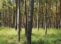 Naturschutzgebiet Brachter Wald. Die Kraft der alten Giganten.