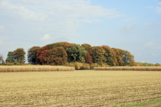 Der Niederrhein: Herbsttraum