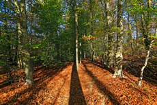 Der Niederrhein: Herbsttraum