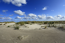 Juist-Töwerland: Die Juister Dünen sind der natürliche Küstenschutz der Insel.