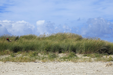 Juist-Töwerland: Kalfamer - Naturpfad und Schutzzone am Ostende der Insel - Nationalpark Wattenmeer.