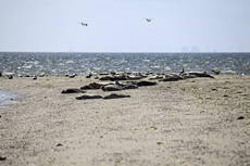 Juist-Töwerland: Kalfamer - Naturpfad und Schutzzone am Ostende der Insel - Nationalpark Wattenmeer. Ruhezone für Seevögel, Seehunde und Kegelrobben