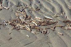 Juist-Töwerland: Kalfamer - Naturpfad und Schutzzone am Ostende der Insel - Nationalpark Wattenmeer. Ein Paradies für Muschelsammler.