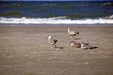 Juist-Töwerland: Kalfamer - Naturpfad und Schutzzone am Ostende der Insel - Nationalpark Wattenmeer. Ruhepause für die jungen Möven.