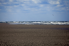 Juist-Töwerland: Kalfamer - Naturpfad und Schutzzone am Ostende der Insel - Nationalpark Wattenmeer. Die wilde Nordsee.