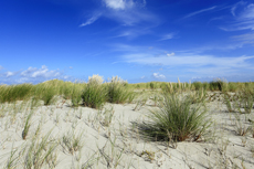 Juist-Töwerland: Kalfamer - Naturpfad und Schutzzone am Ostende der Insel - Nationalpark Wattenmeer. Im Kalfamer kann man die Entstehung neuer Dünen ganz besonders gut beobachten.