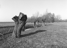 Nierslandschaften 1984: Pappelreihen und Kopfweiden prägen das Landschaftsbild an der Niers.