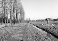 Nierslandschaften 1984: Pappelreihen und Kopfweiden prägen das Landschaftsbild an der Niers.