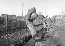 Nierslandschaften 1984: Pappelreihen und Kopfweiden prägen das Landschaftsbild an der Niers.