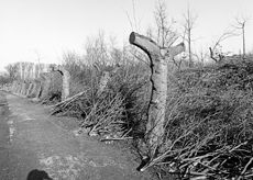 Nierslandschaften 1984: Pappelreihen und Kopfweiden prägen das Landschaftsbild an der Niers.