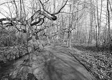 Nierslandschaften 1984: Pappelreihen und Kopfweiden prägen das Landschaftsbild an der Niers.