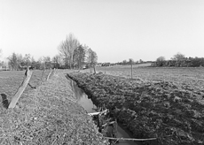 Nierslandschaften 1984: Pappelreihen und Kopfweiden prägen das Landschaftsbild an der Niers.