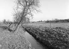 Nierslandschaften 1984: Pappelreihen und Kopfweiden prägen das Landschaftsbild an der Niers.