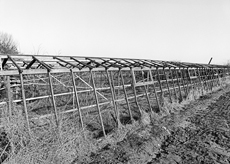 Nierslandschaften 1984: Pappelreihen und Kopfweiden prägen das Landschaftsbild an der Niers.