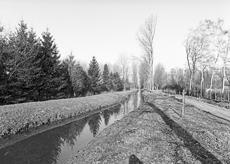 Nierslandschaften 1984: Pappelreihen und Kopfweiden prägen das Landschaftsbild an der Niers.